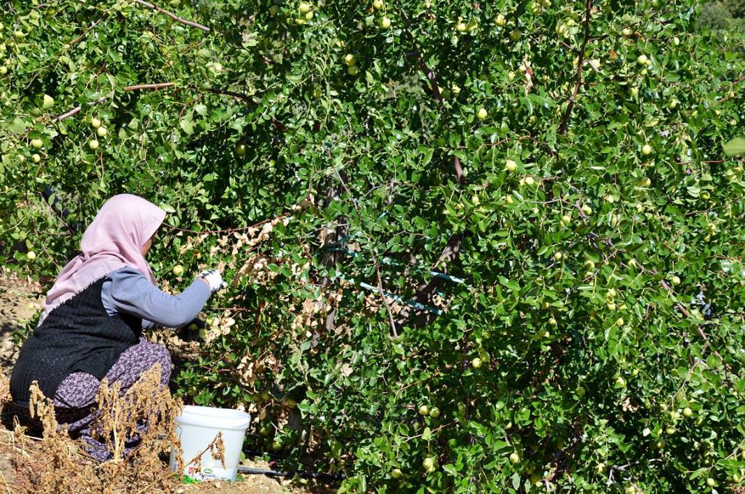 Kilosu 125 TL: Hem tok tutuyor, hem bağışıklığı güçlendiriyor! 7